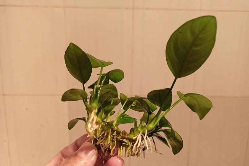 抹草種植方法
