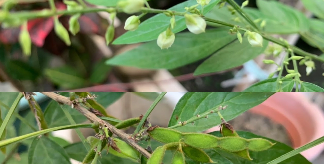 抹草種植方法