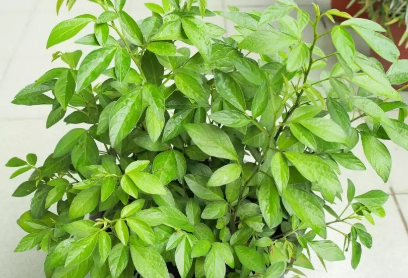 茉草盆栽