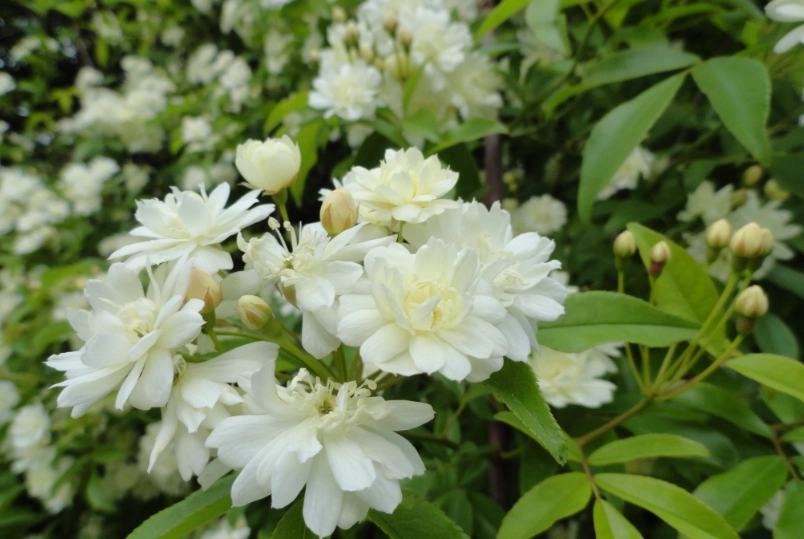 木香花花期