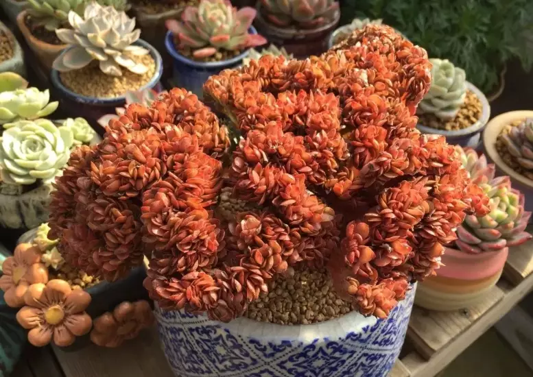幽靈系多肉養護