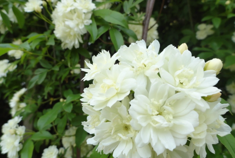木香花種植