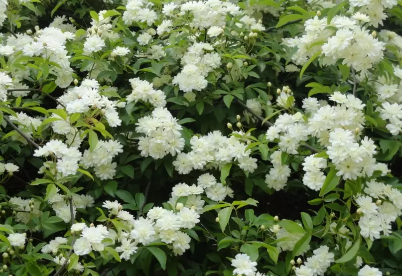 木香花種植