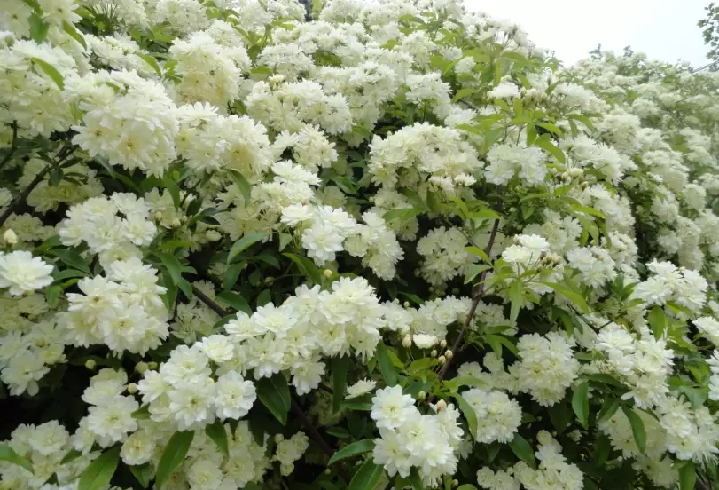 木香花種植