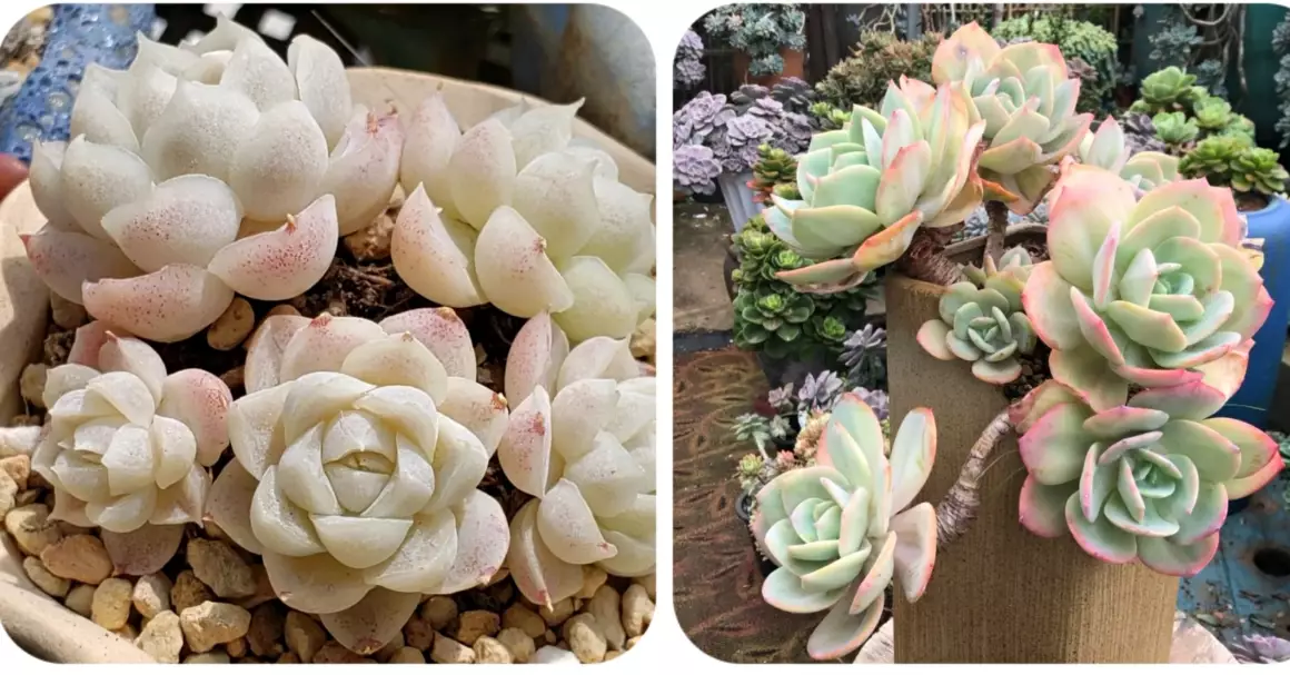 雪花幽靈