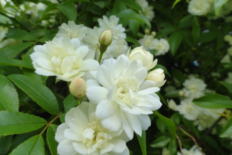 木香花花期