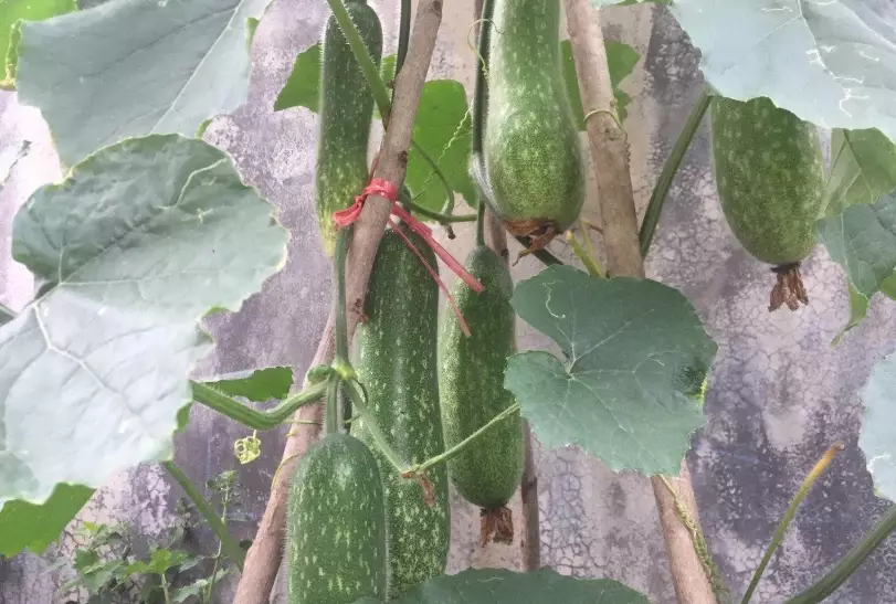 櫛瓜種植