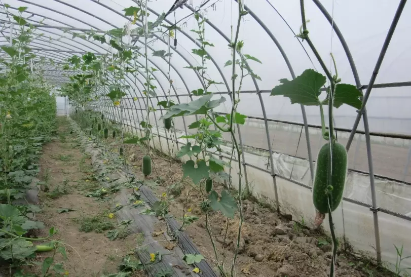 櫛瓜種植