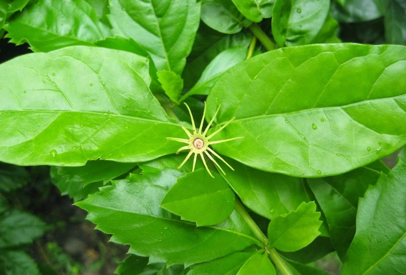 虎頭茉莉 花苞不開 虎頭茉莉 花苞不開