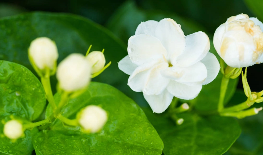 虎頭茉莉 花苞不開 虎頭茉莉 花苞不開