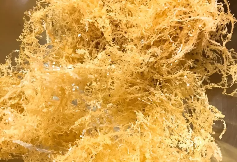 石花菜功效 石花菜功效