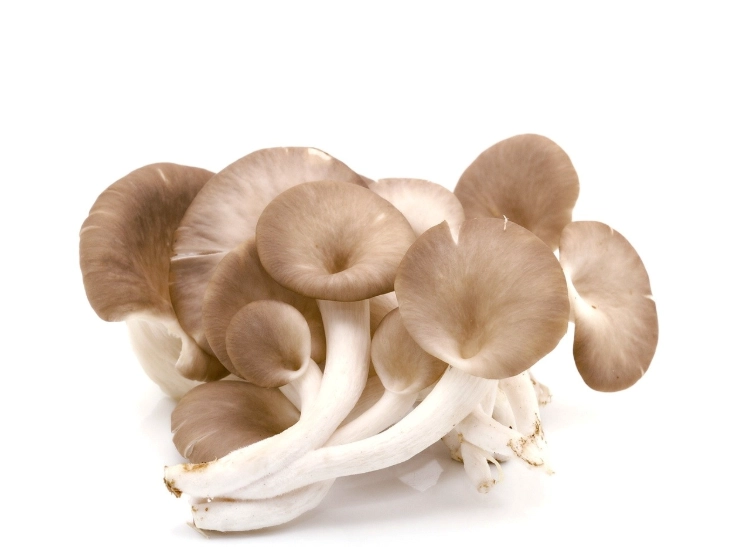 秀珍菇營養成分