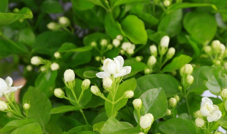 虎頭茉莉 扦插 虎頭茉莉 扦插