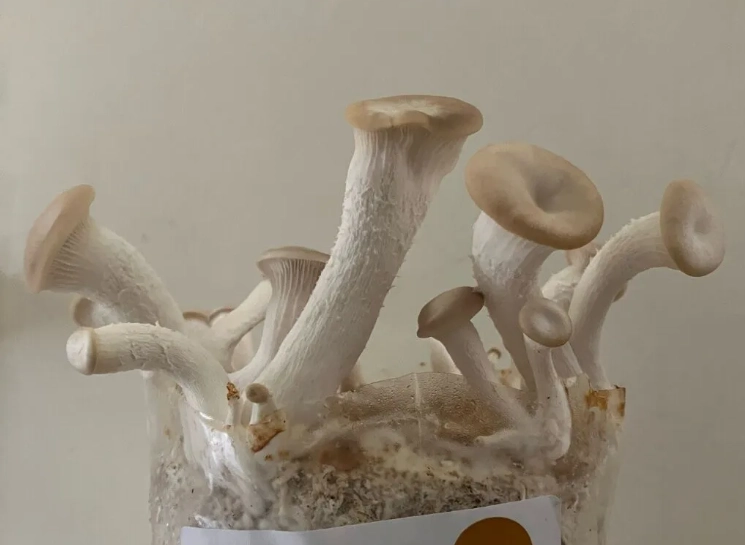 秀珍菇營養成分