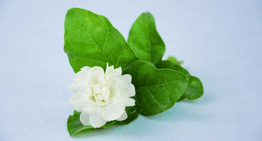 茉莉花不開花 茉莉花不開花