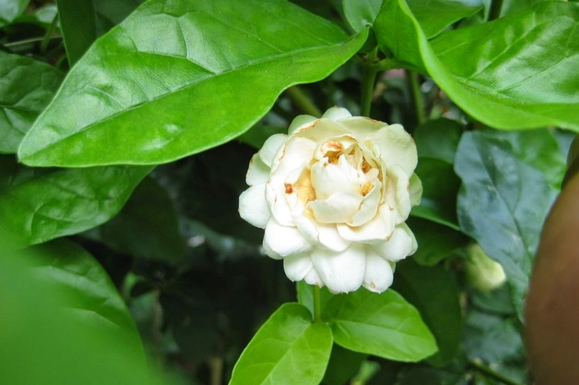 虎頭茉莉種植