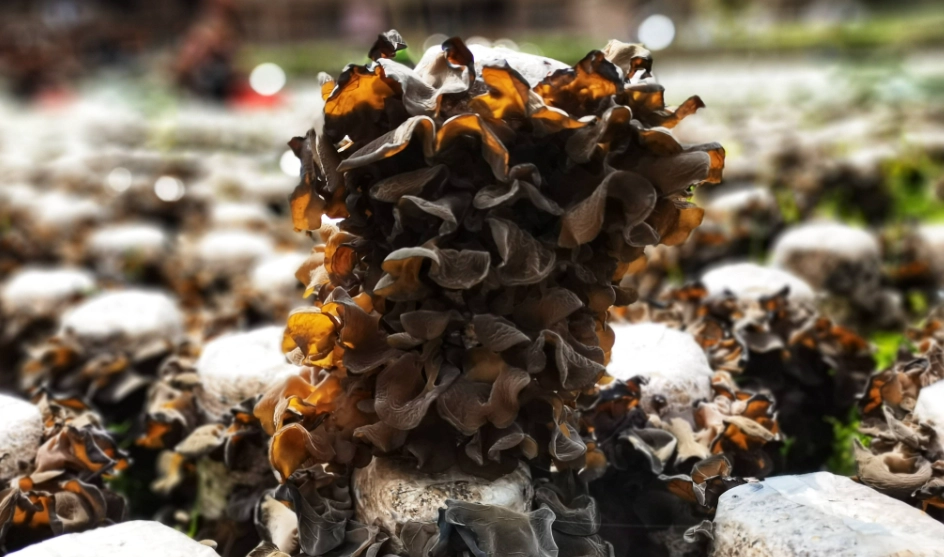 黑木耳泡發熱量 黑木耳泡發熱量