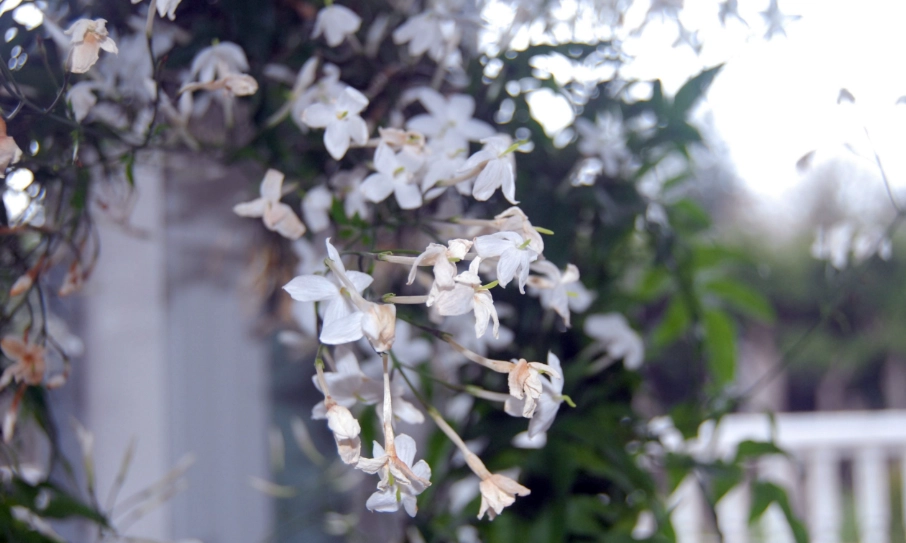 茉莉花不開花 茉莉花不開花