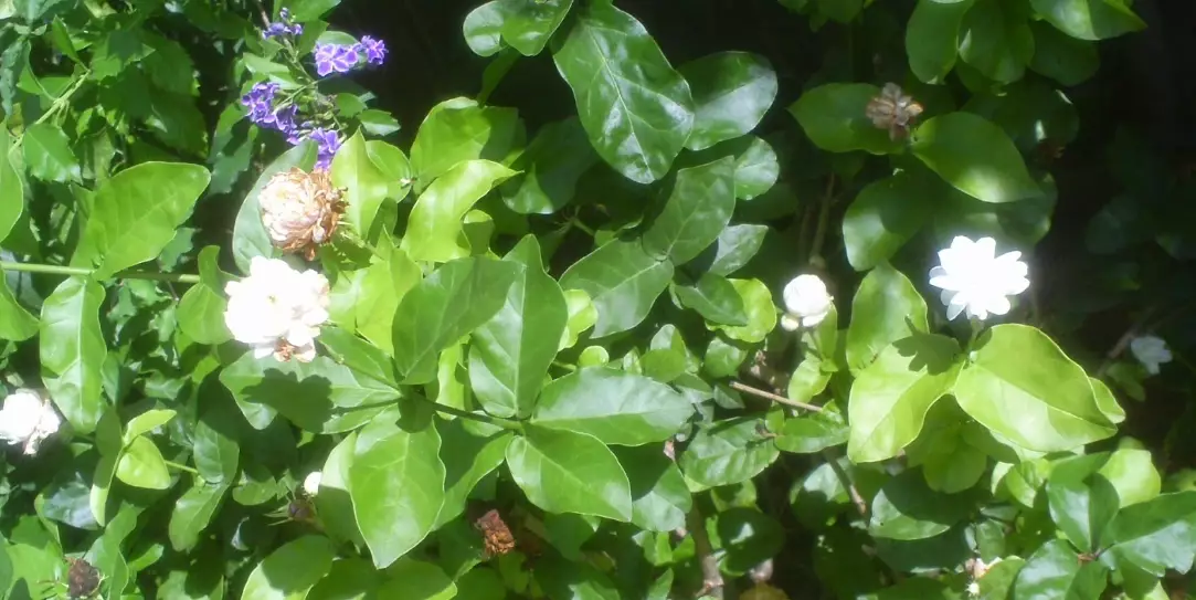 茉莉花不開花 茉莉花不開花