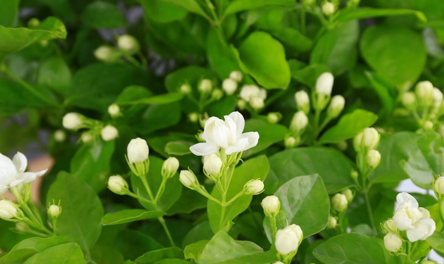 虎頭茉莉修剪 虎頭茉莉修剪