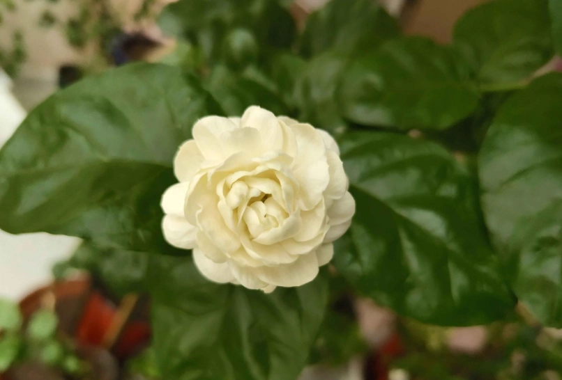 虎頭茉莉修剪 虎頭茉莉修剪
