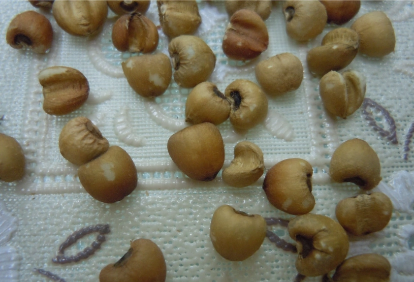 紅薏仁什麼人不能吃 紅薏仁什麼人不能吃