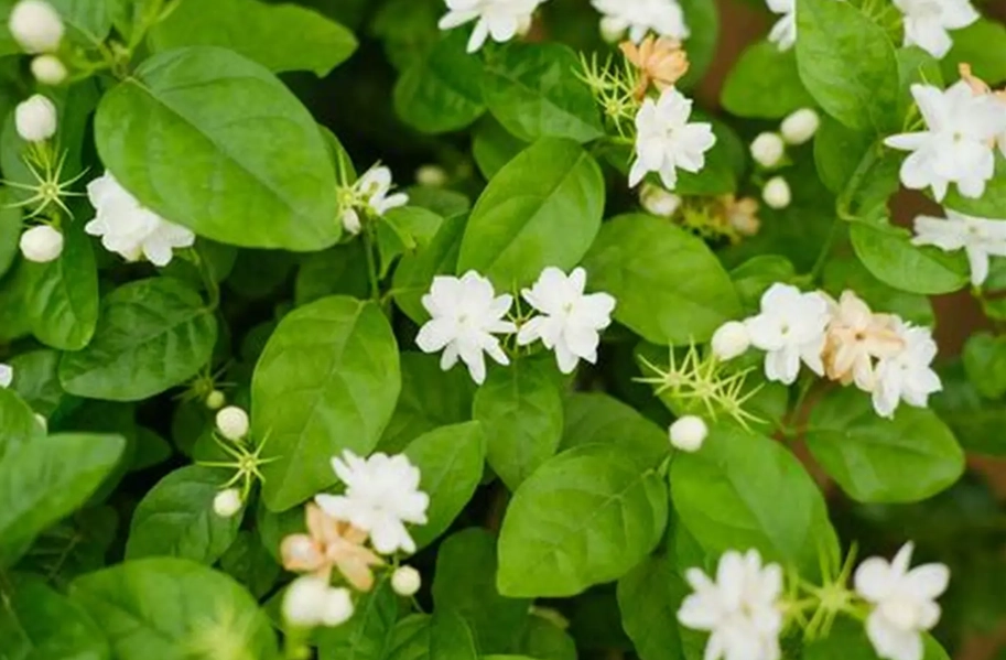 茉莉花不開花 茉莉花不開花