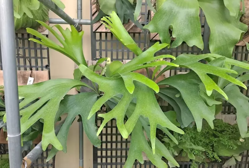 鹿角蕨 夏天 照顧