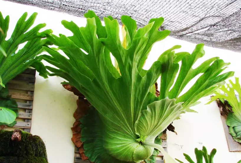 鹿角蕨 耐寒