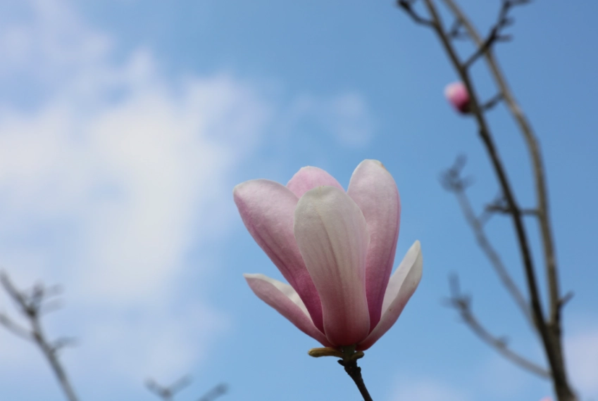 素心蘭照顧
