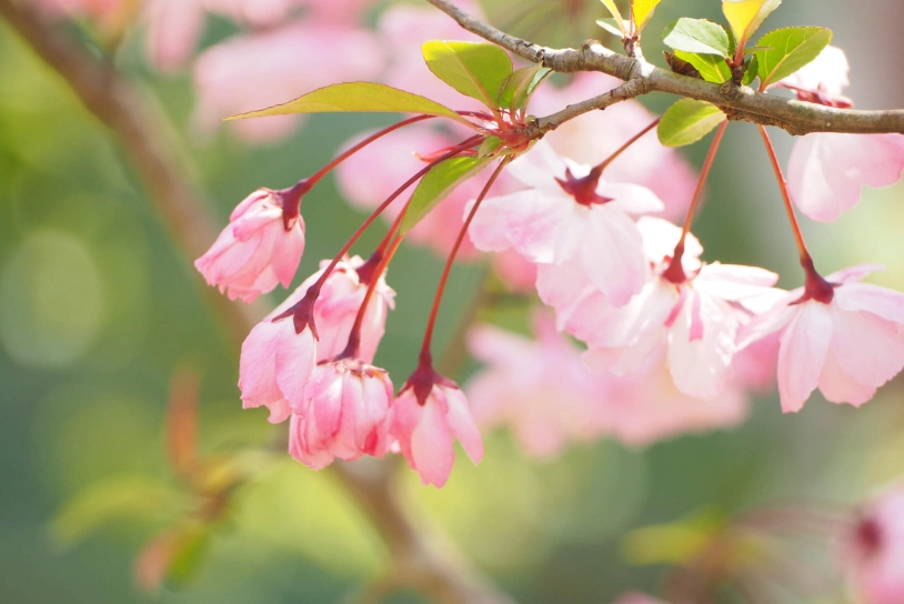 秋海棠花語
