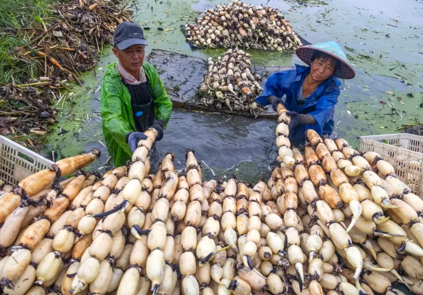 蓮藕粉功效 蓮藕粉功效