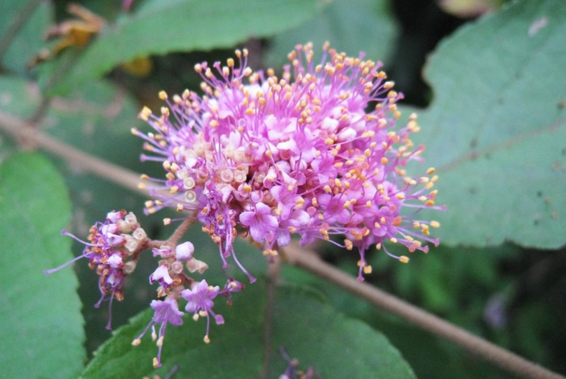 杜虹花止血