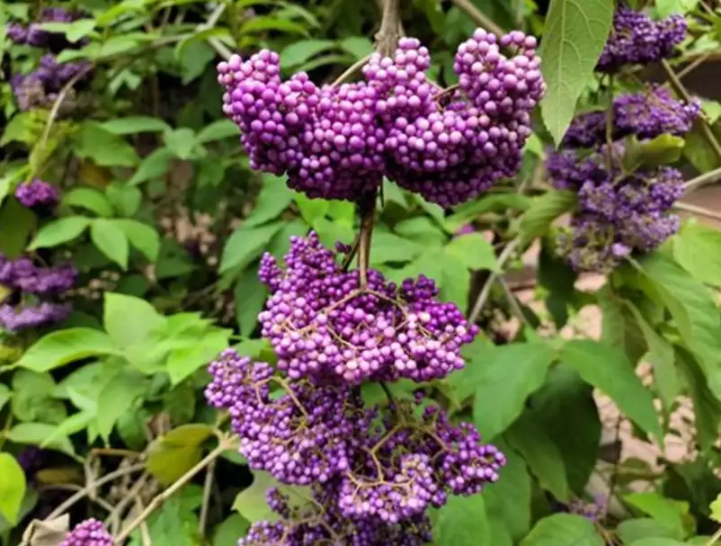 杜虹花功效