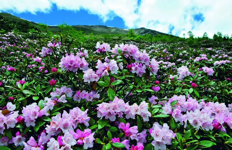 杜虹花止血