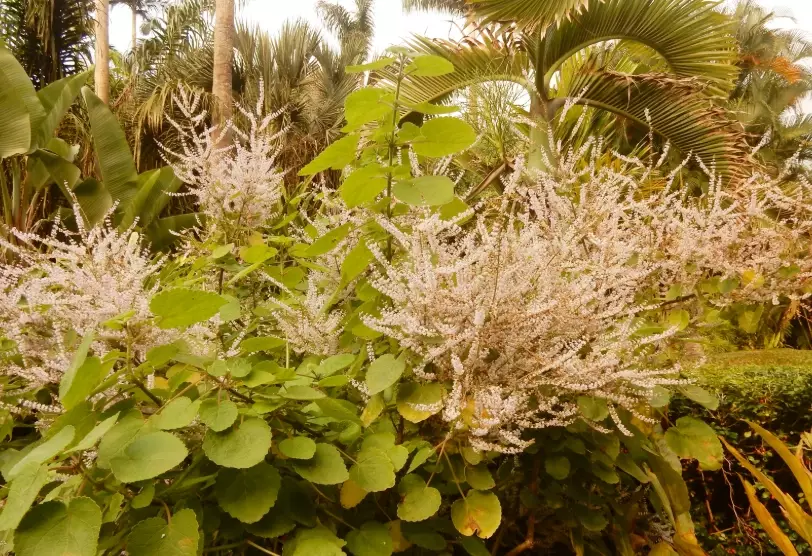麝香木花期