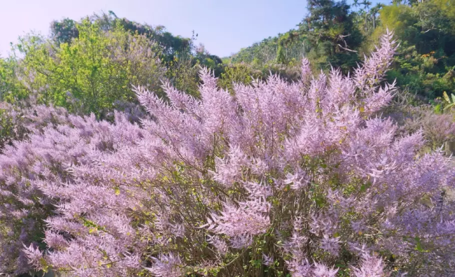 麝香木花期