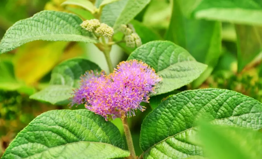 杜虹花止血