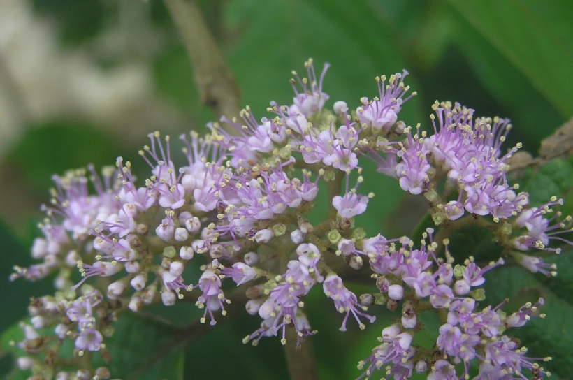 杜虹花止血