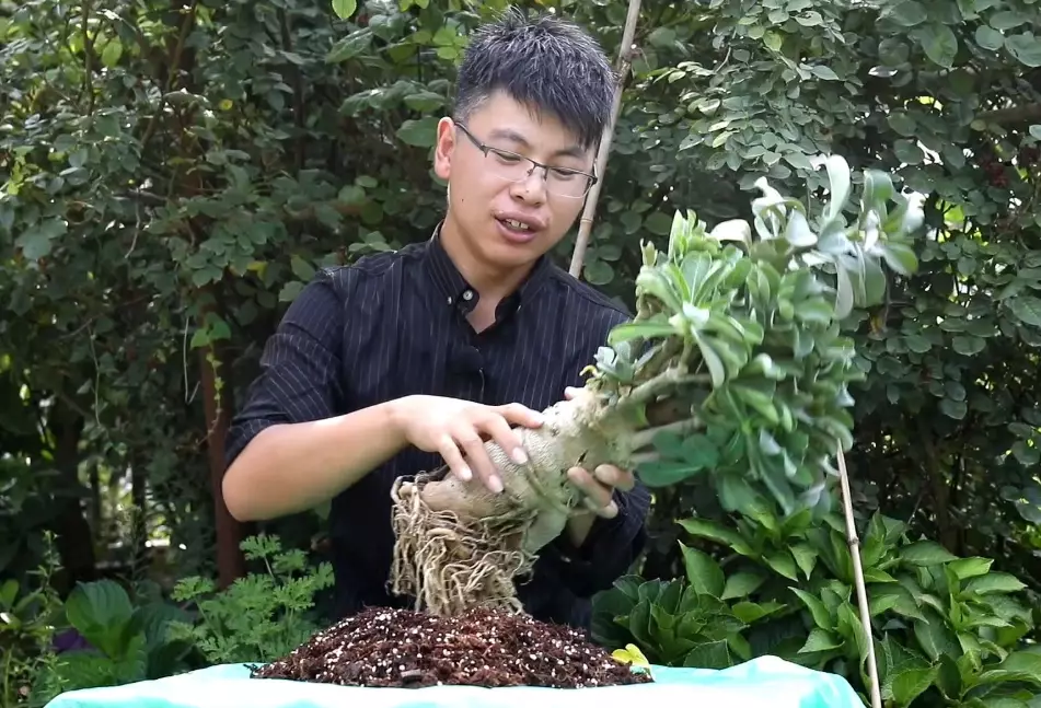 沙漠玫瑰繁殖