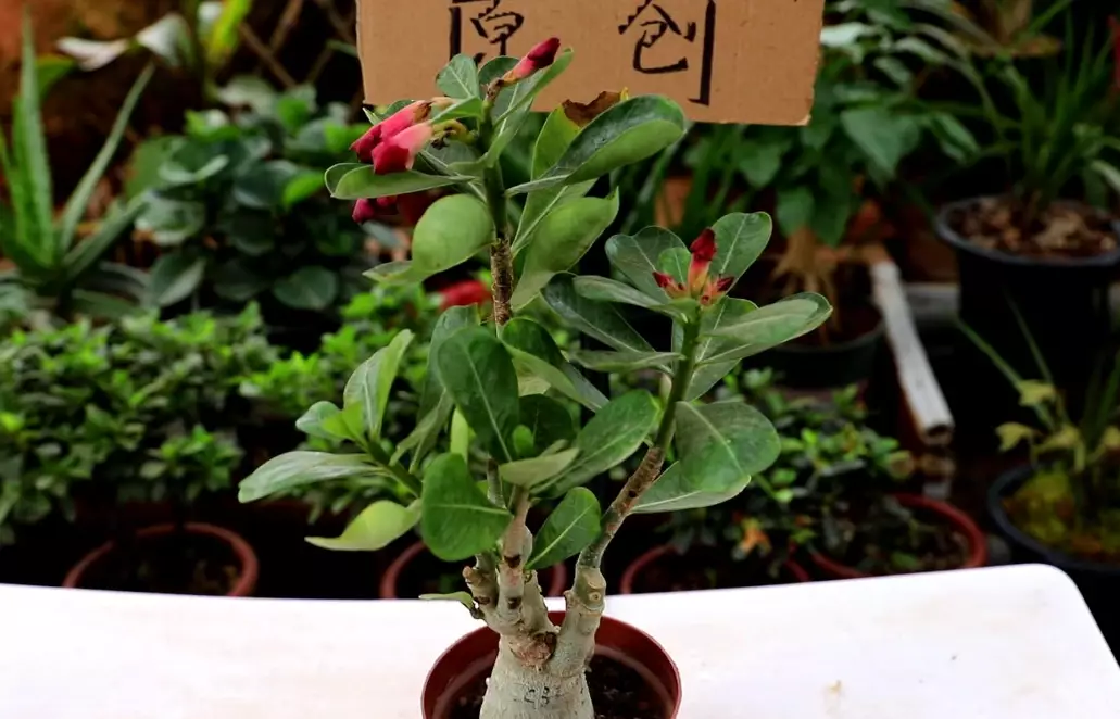 沙漠玫瑰繁殖