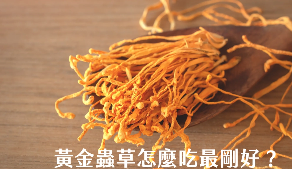 黃金蟲草副作用 黃金蟲草副作用