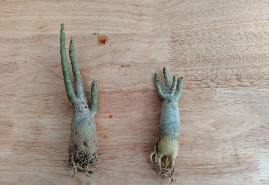 沙漠玫瑰繁殖
