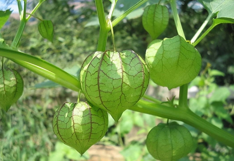 燈籠果 燈籠果