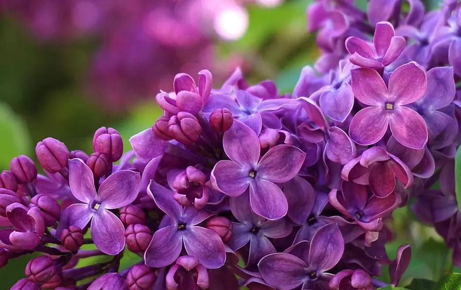 紫丁香花語