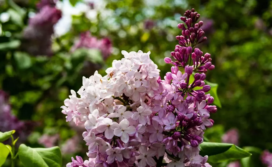 紫丁香花期 紫丁香花期