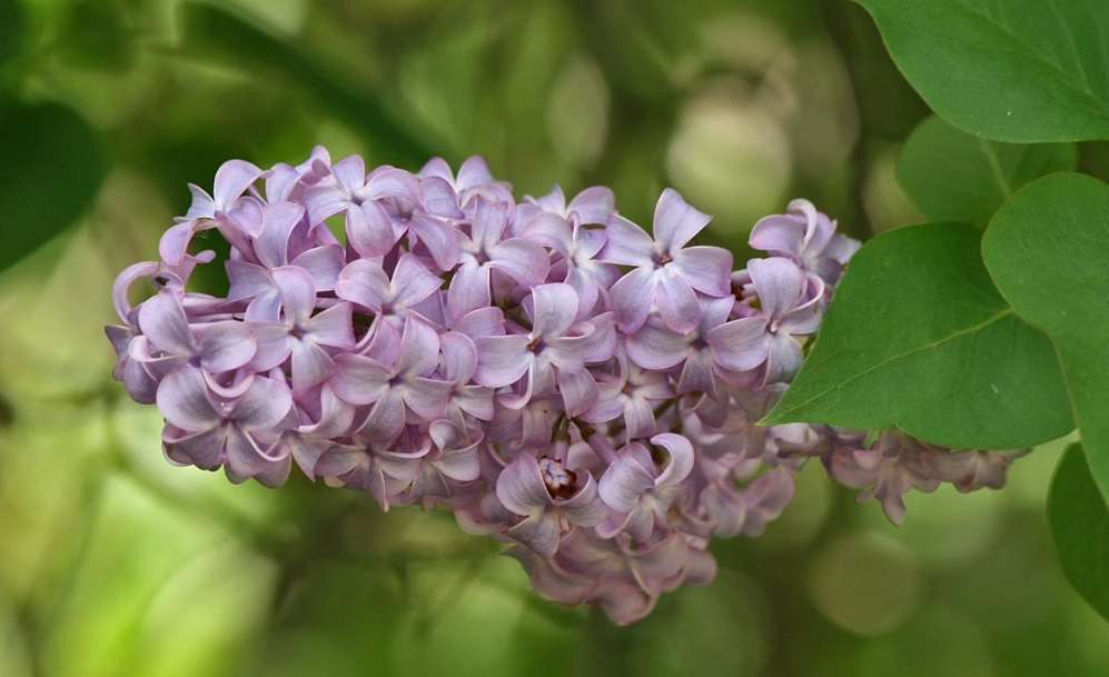 紫丁香花期 紫丁香花期
