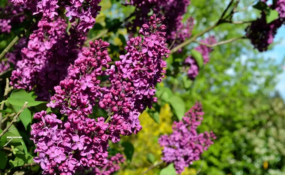 紫丁香花期 紫丁香花期