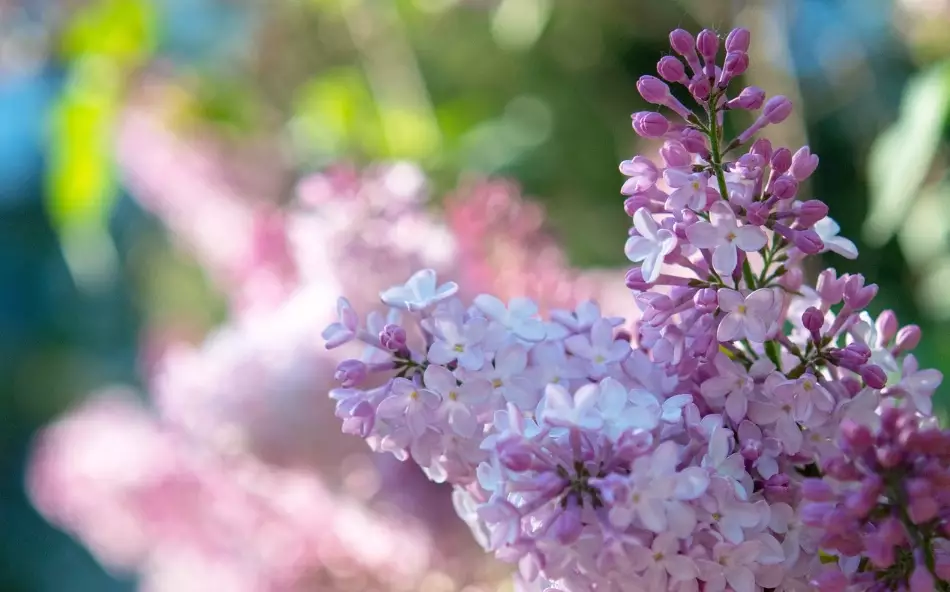 紫丁香花期 紫丁香花期