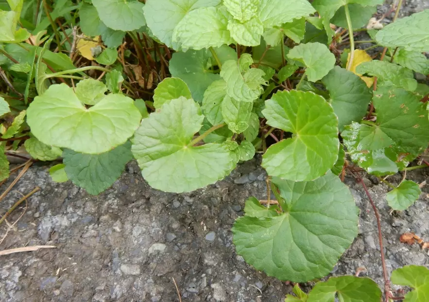 青草茶禁忌 青草茶禁忌